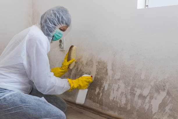 Best Biohazard Mold Removal  in Park Forest, IL